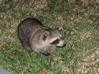 Raccoon